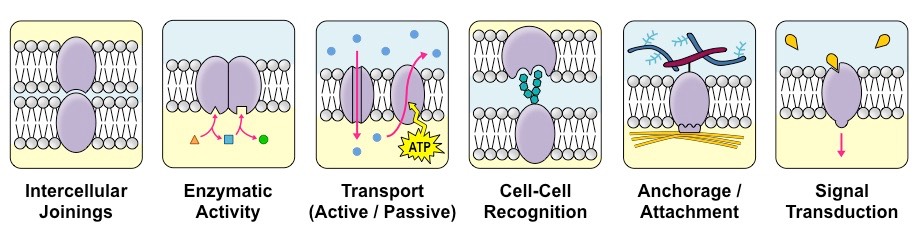 membrane-protein-functions