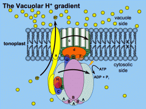 proton pump