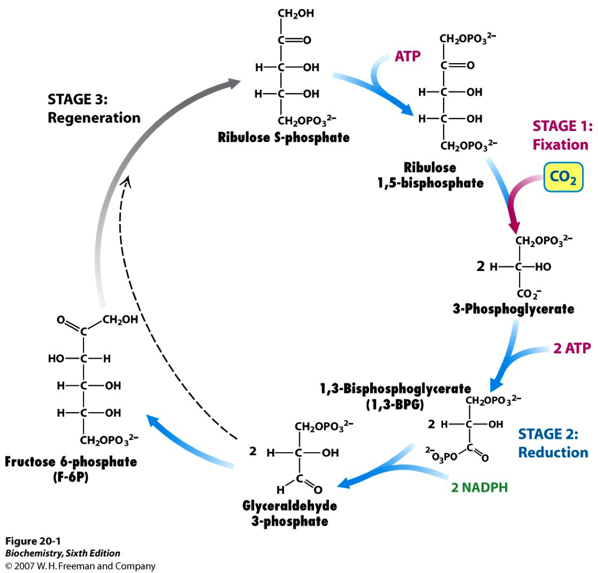 chapter-10-photosynthesis-borzuya-university