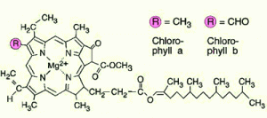 chlorophyll a and b