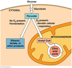 citric acid cycle in the mitochondria