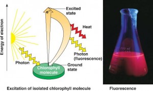 excitation of chlorophyll