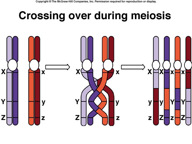 crossing over prophase 1