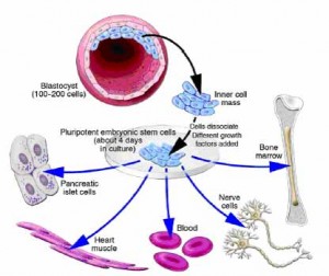 stem cells 2