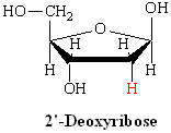 2' deoxyribose