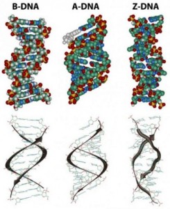 B-DNA, A-DNA,z-dna