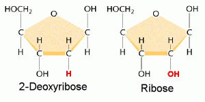 Deoxyribose_vs_Ribose