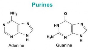 Purines