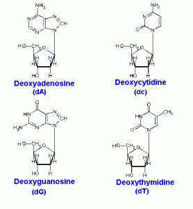 adenosine