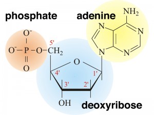 nucleotide (1)