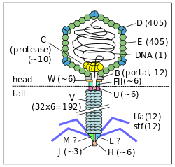 lambda phage