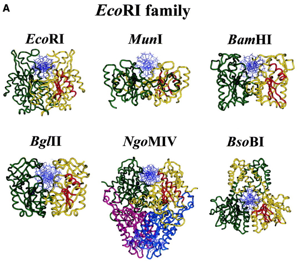 structure of endonucleases