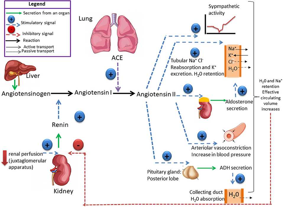 New Treatment For Hypertension By ANS
