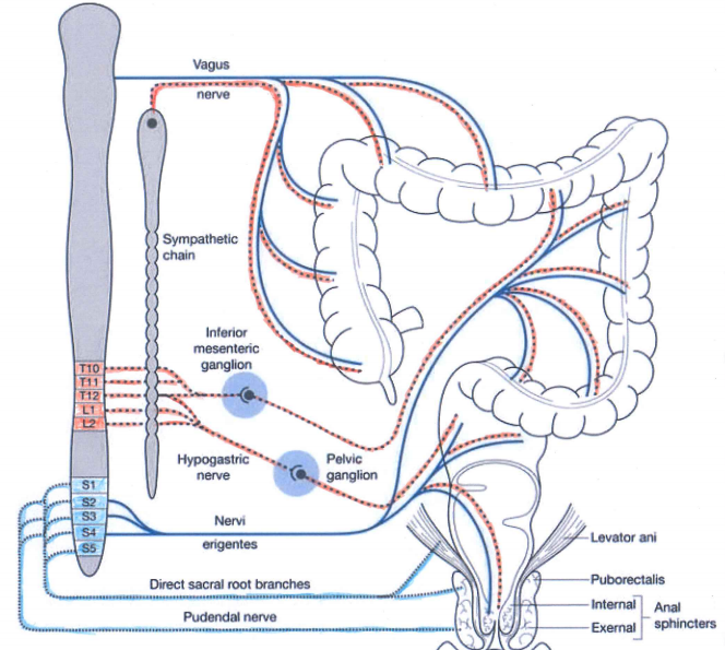 new treatment of irritable bowel syndrome without drugs - BORZUYA