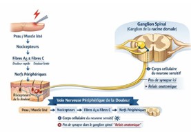 LES TERMINAISONS SENSITIVES