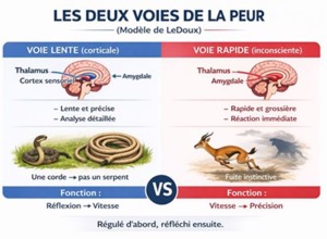 les deux voies de LE DOUX