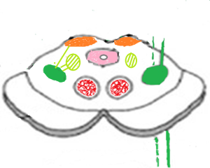 mésencéphale (midbrain)