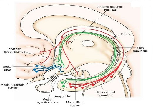 fornix thalamus